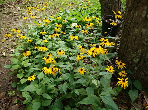 10 1 Anh Chup Tu Xiaomi Mi4 Didonghathanh Dep 99