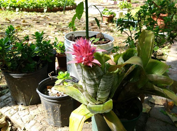 10 Anh Chup Tu Xiaomi Mi4 Didonghathanh Dep 99