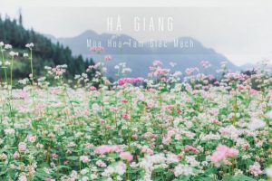 Tintuc Newparadise 04